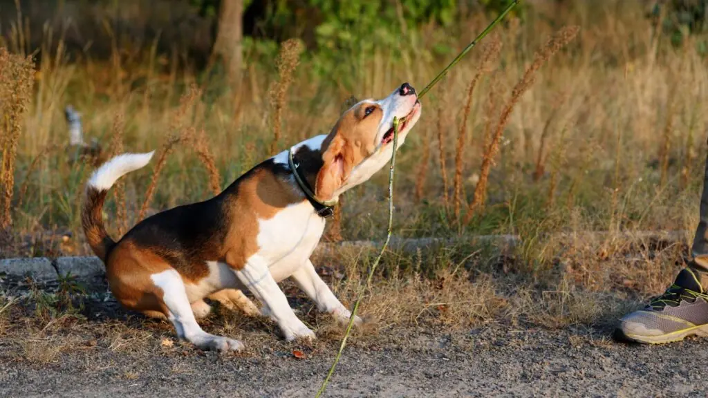 Most Difficult Dog Breeds