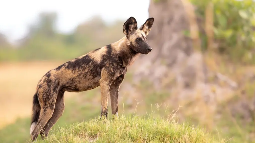 Most Endangered Dog Breeds