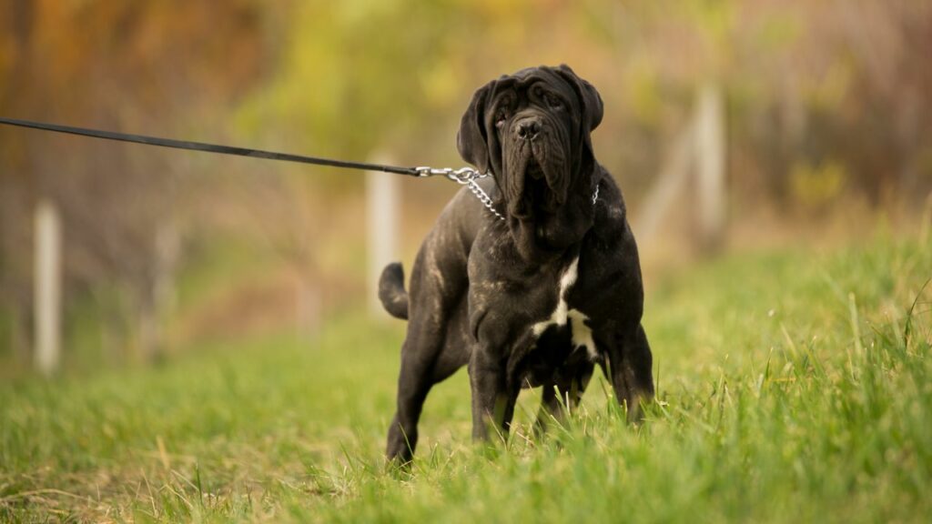 mastiff-rassen
