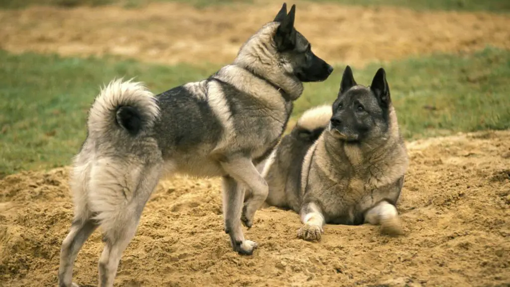 beste honden voor het leven in het bos
