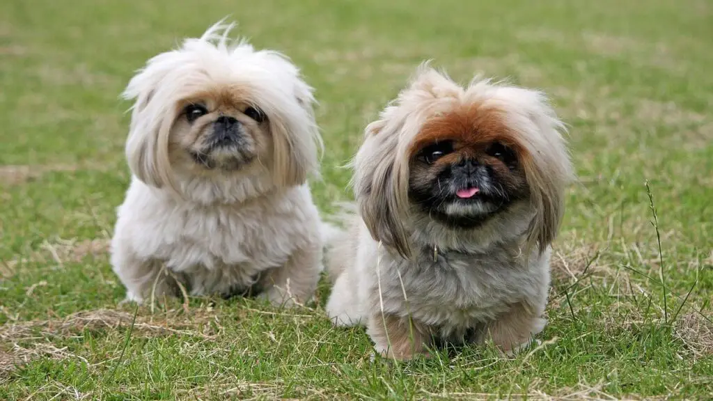 welke honden hebben de meeste beweging nodig
