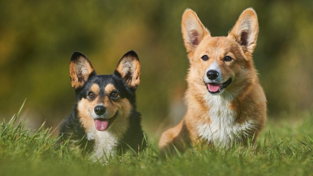 beste honden voor angst