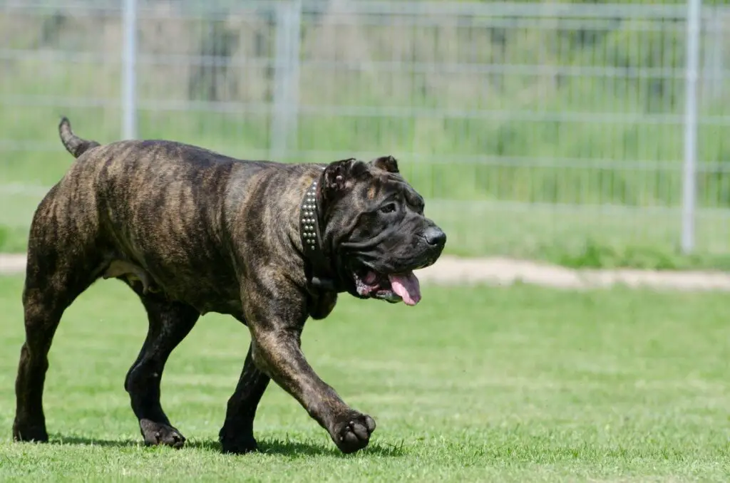 Perro de Presa Canario