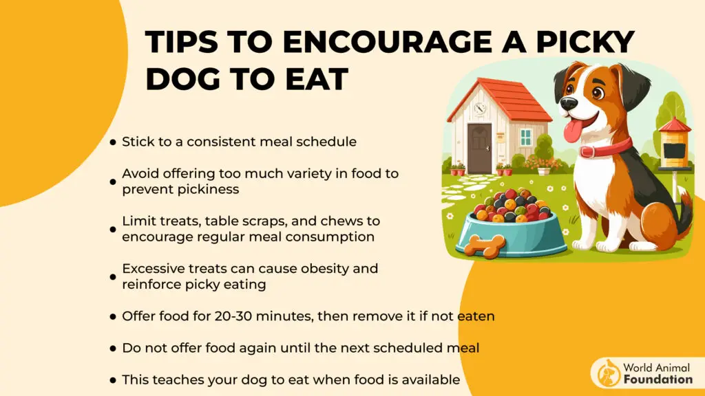 Tips om een ​​kieskeurige hond aan te moedigen om te eten