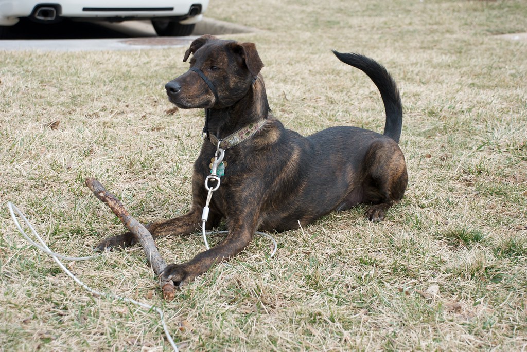 hoe groot worden coonhounds