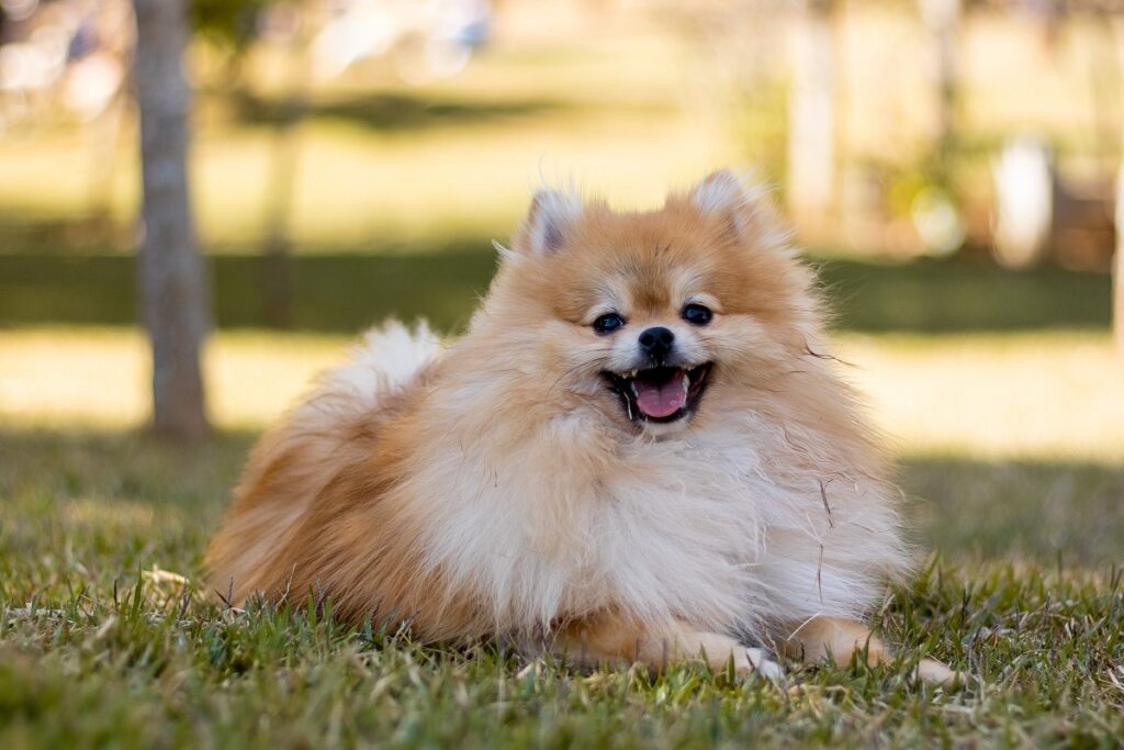 welke hond lijkt op een leeuw