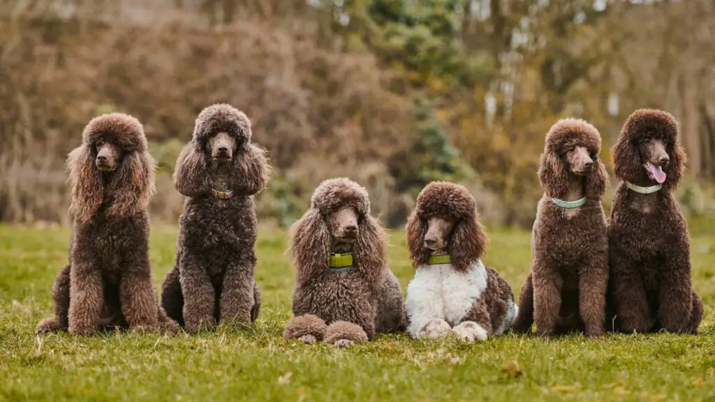 Hoe krijgt een hond kanker?
