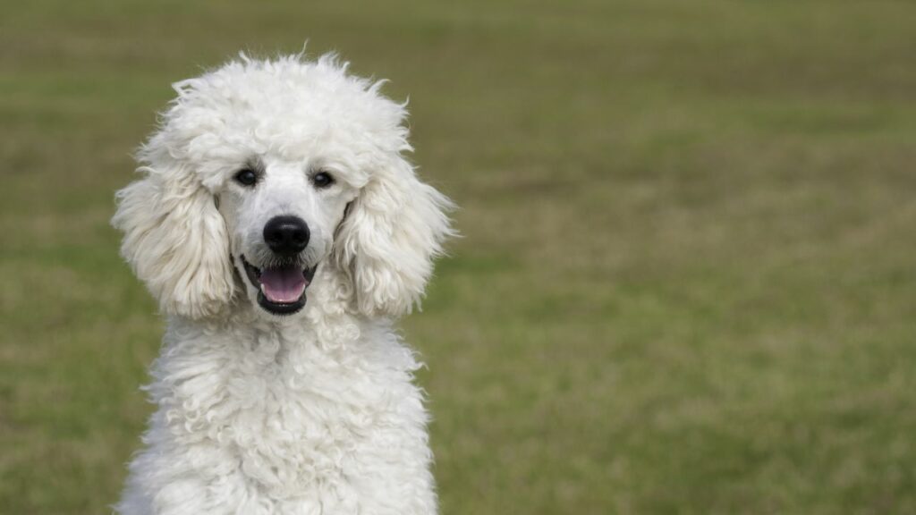 Hond met de meeste vatbaarheid voor oogproblemen 