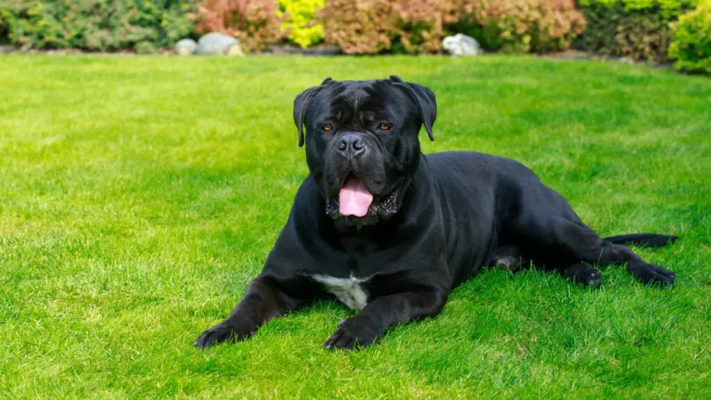 zijn rietcorso's die goed met andere honden kunnen omgaan