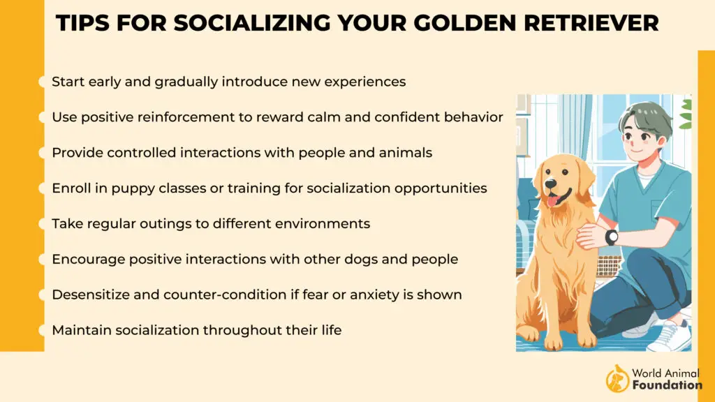 voordelen van een Golden Retriever