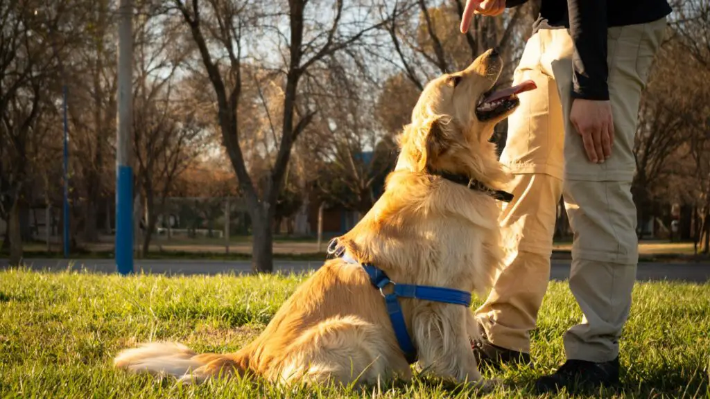 hoe je een golden retriever traint