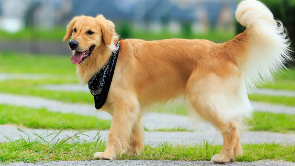 Pros and Cons of a Golden Retriever