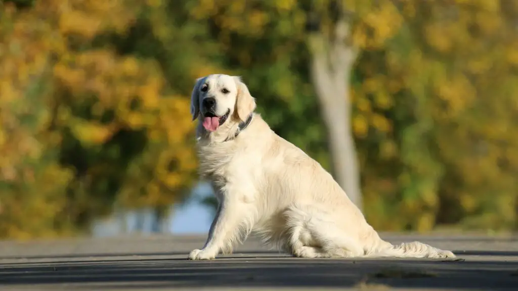 Voor- en nadelen van een golden retriever