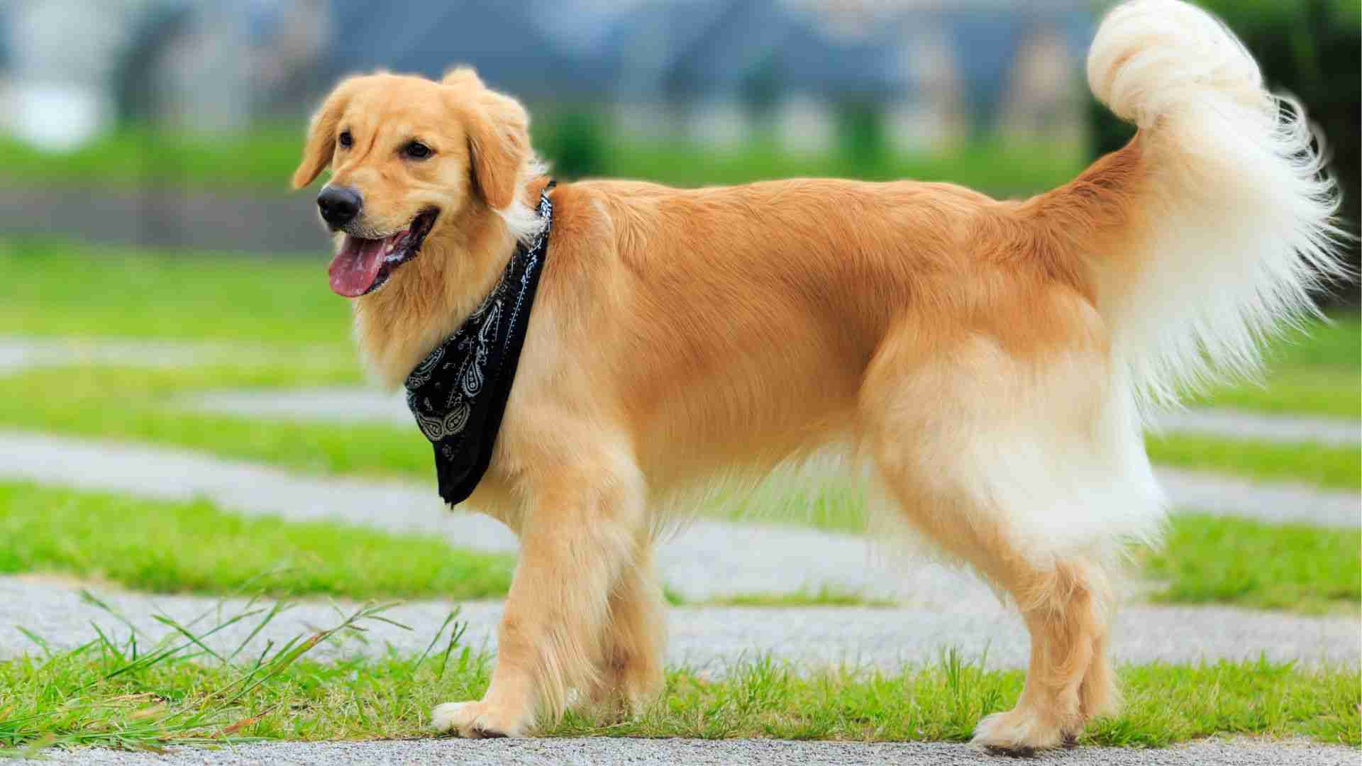 Retrievers Rassen Voor- En Nadelen Van Een Golden Retriever: Voordelen En Uitdagingen ...