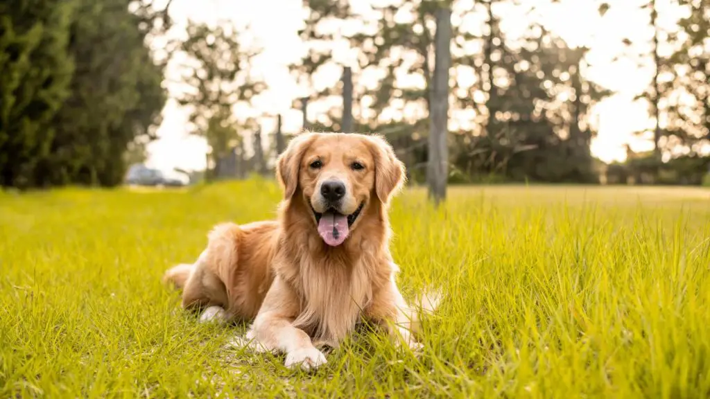 Voordelen van de Golden Retriever