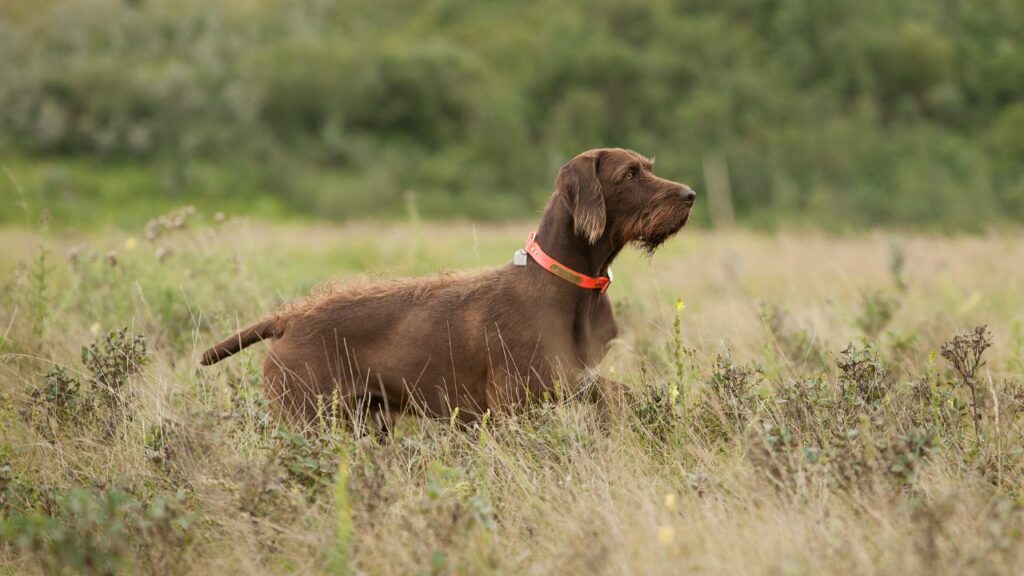 honden die op eenden jagen
