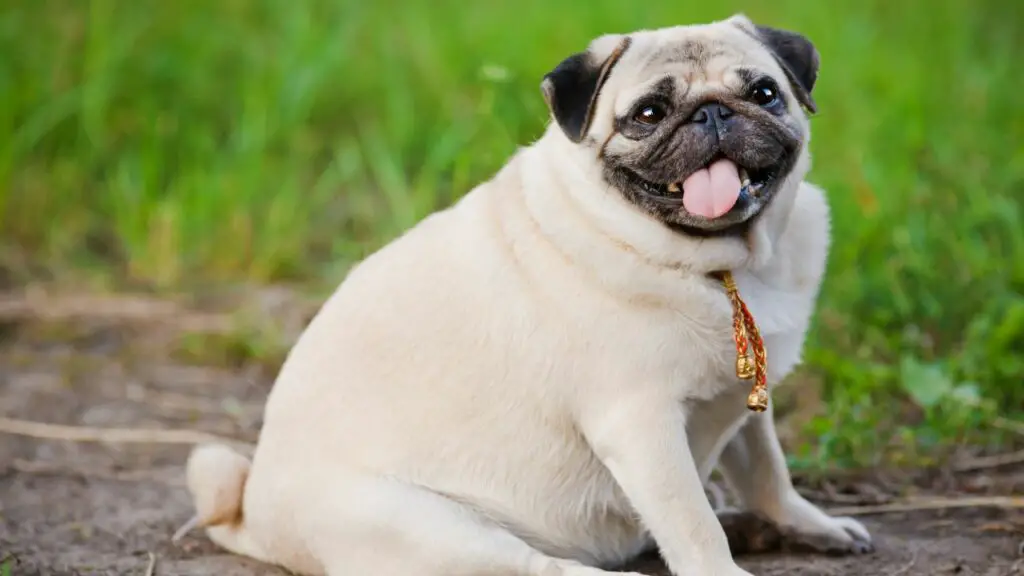 stress verlichtende honden