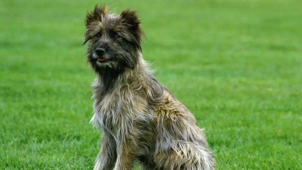 hond met lang haar ras