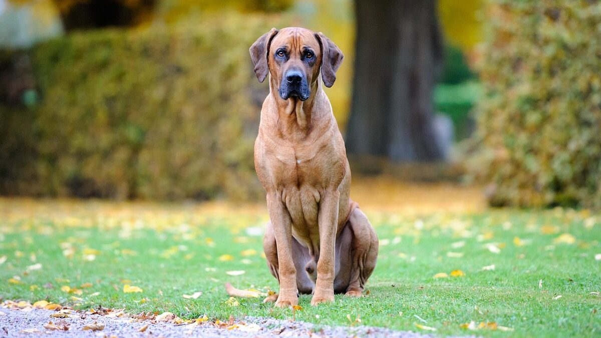 honden vergelijkbaar met Rhodesian Ridgeback
