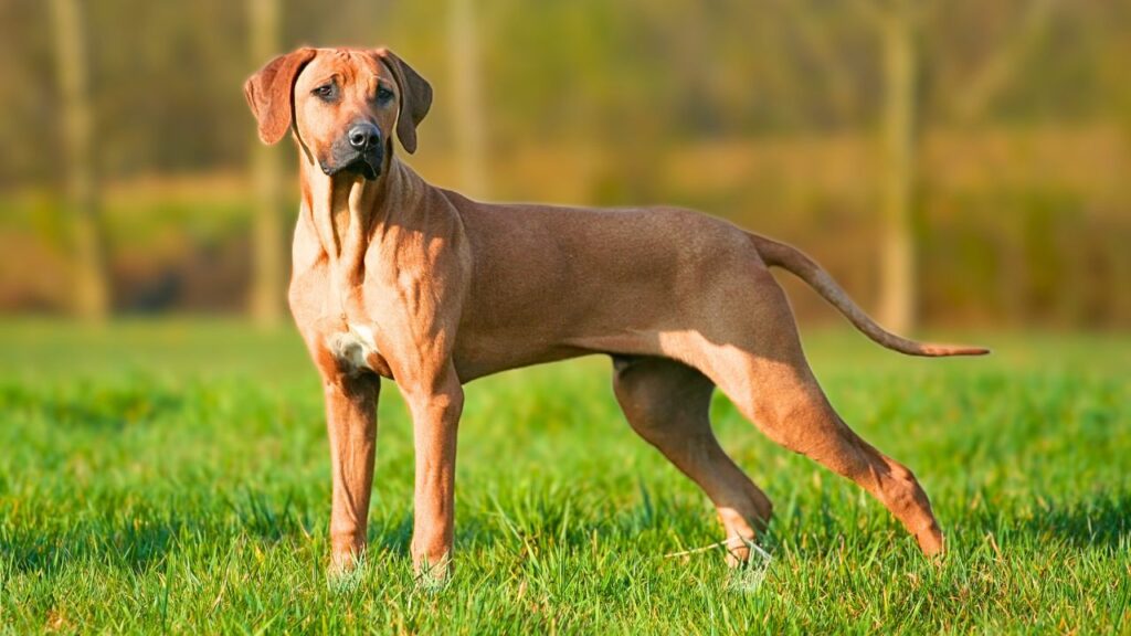 Honden voor tropisch klimaat