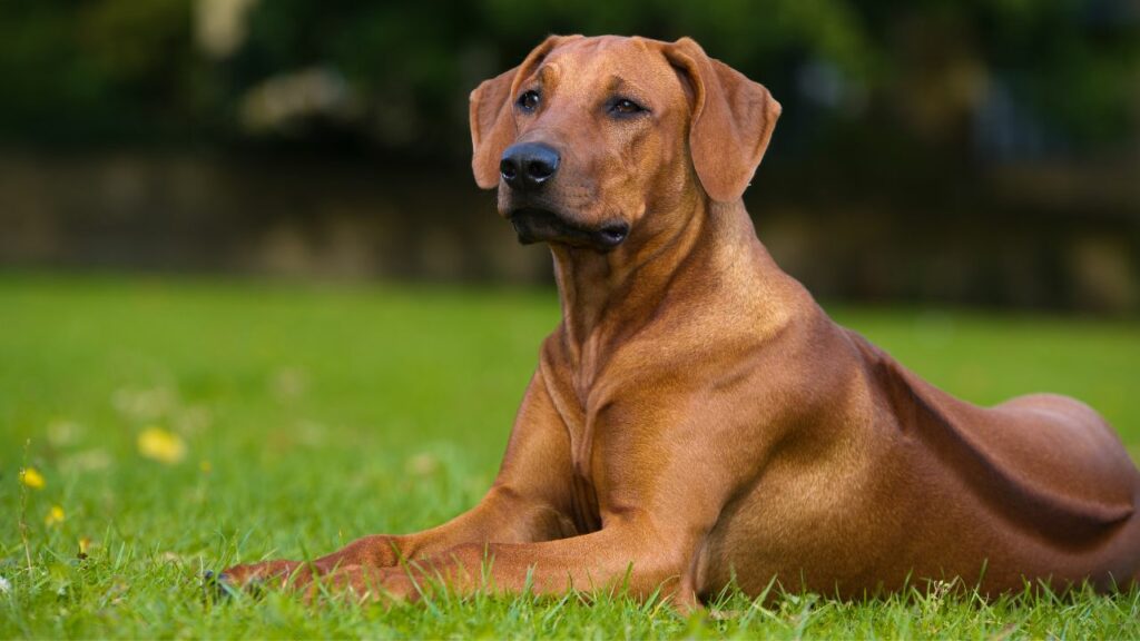 grote hondenrassen vergelijkbaar met bullmastiff
