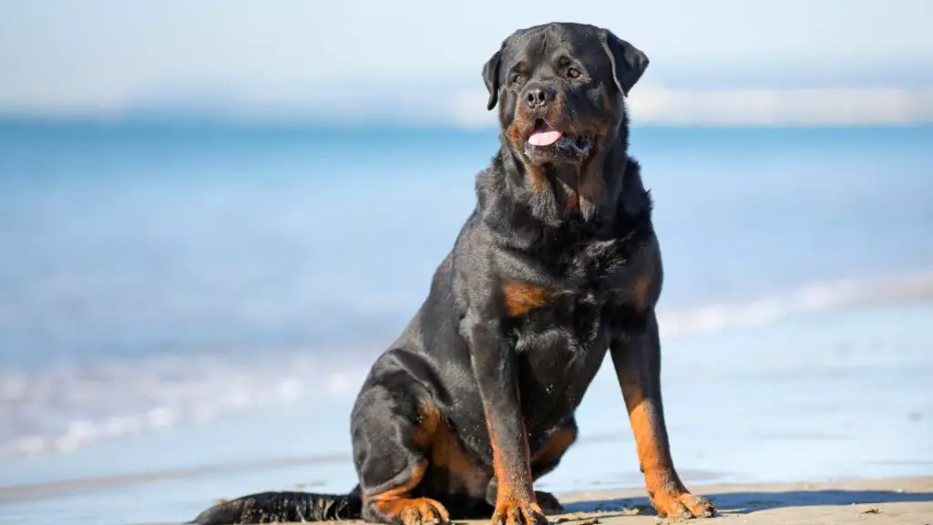 wat veroorzaakt kanker bij honden
