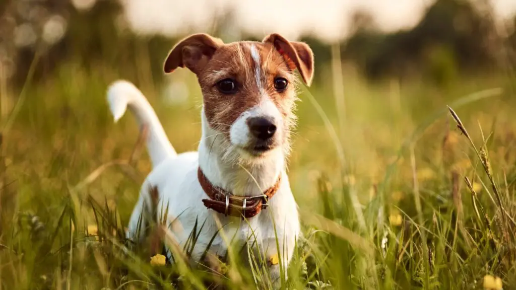 beste kleine honden voor appartementen
