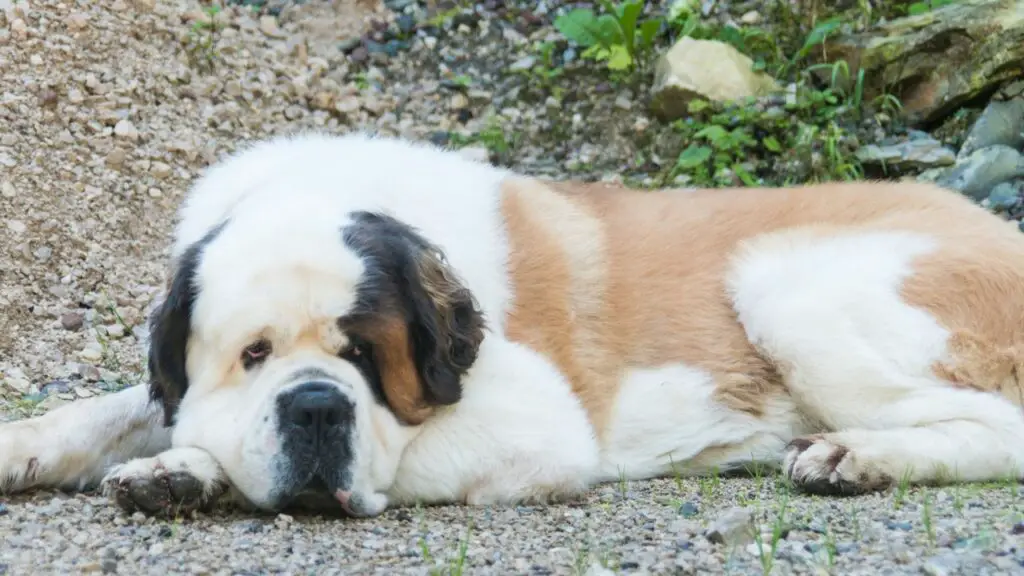 honden die veel slapen