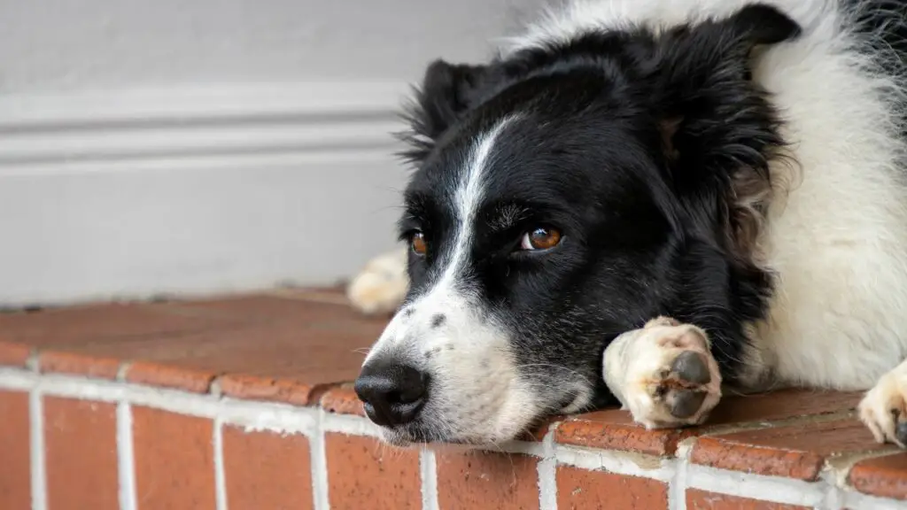 gezondheidsproblemen bij border collie