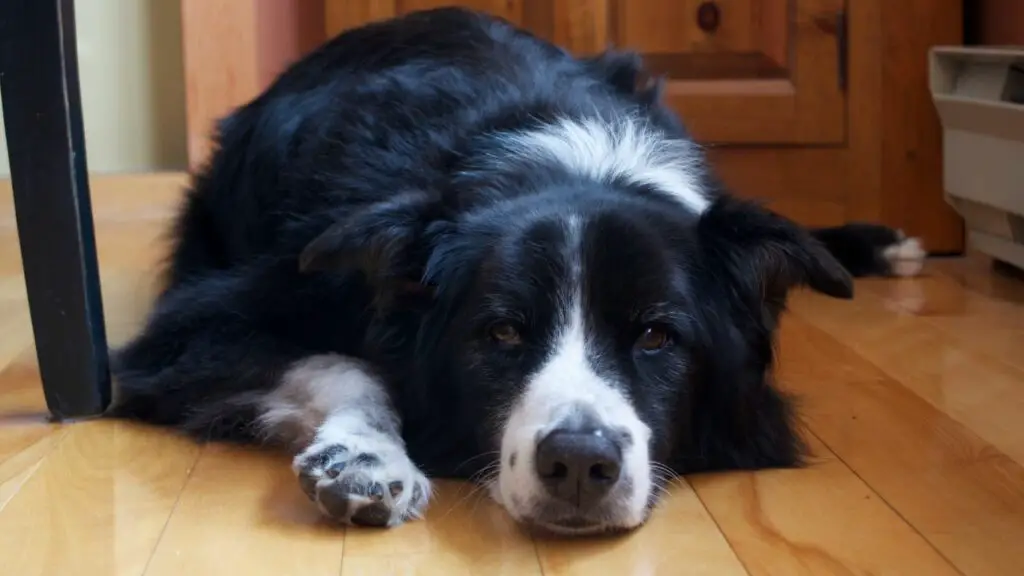 Nadelen van Border Collie