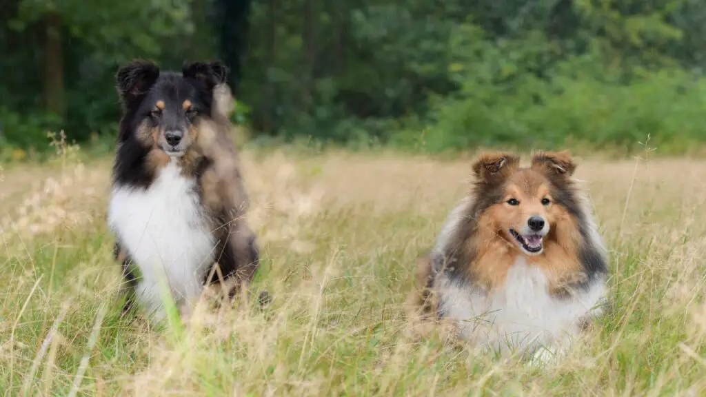 rustige schuwe dieren