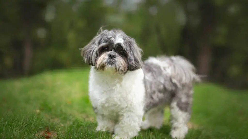 shih tzu tandziekte
