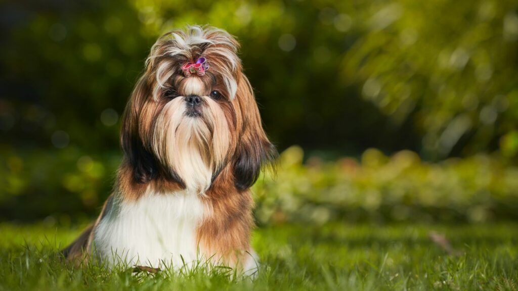 kleine honden die nauw verwant zijn aan wolven