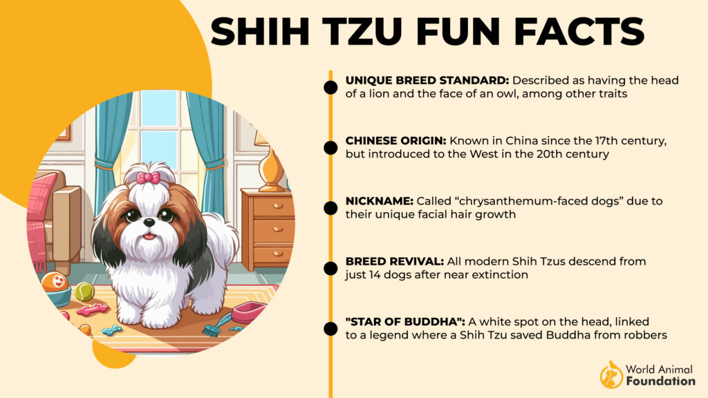 Shih Tzu leuke weetjes