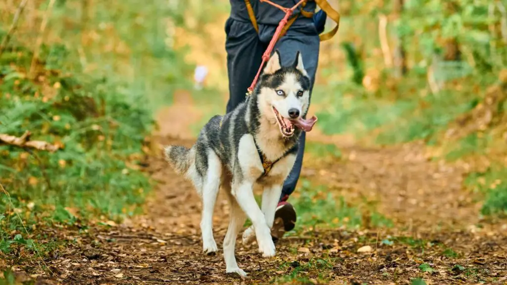 honden voor tieners
