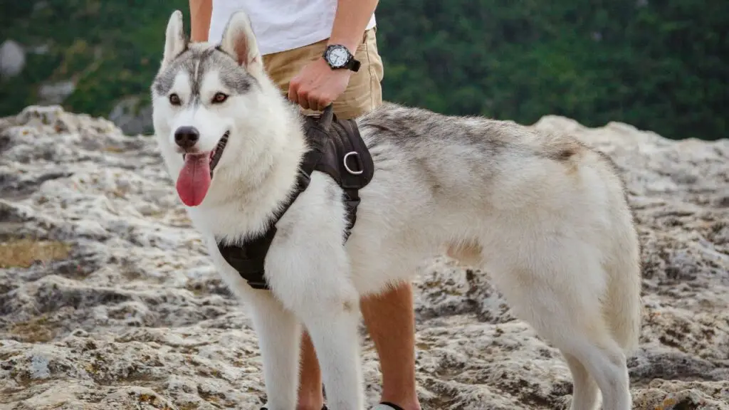 beste honden om te wandelen en te beschermen