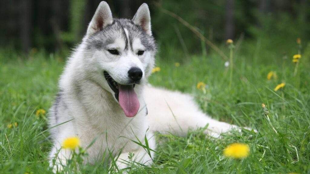 hondenras dat het dichtst bij een wolf ligt
