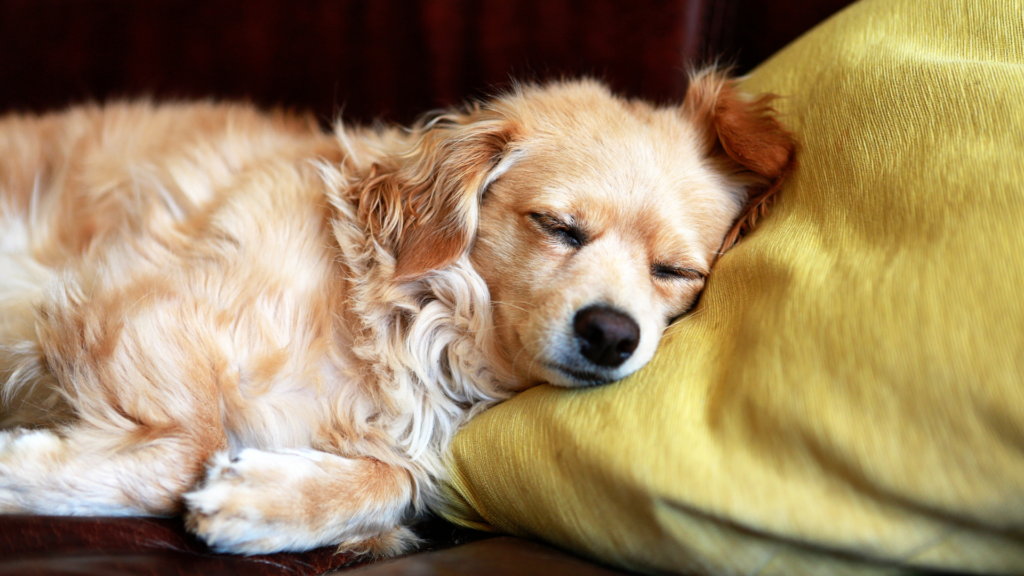 Sleepy Dog Breeds