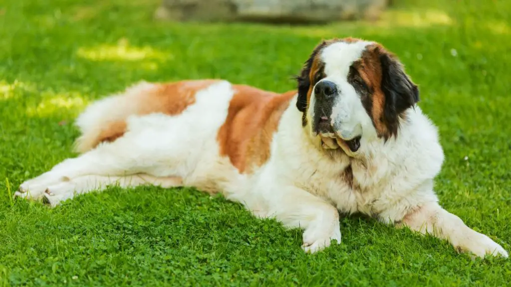 honden die de minste beweging nodig hebben
