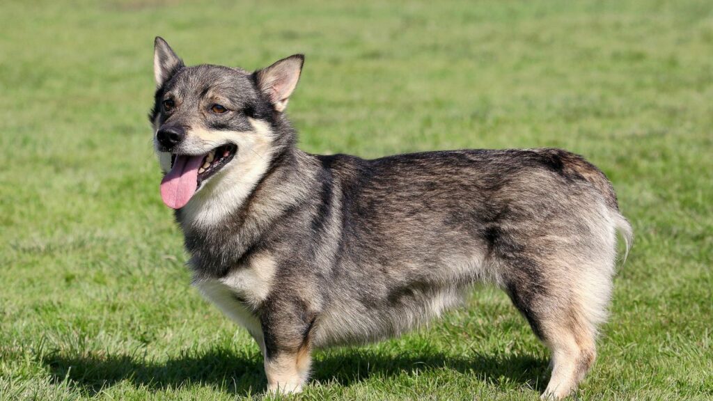 honden houden van corgi's die niet verharen
