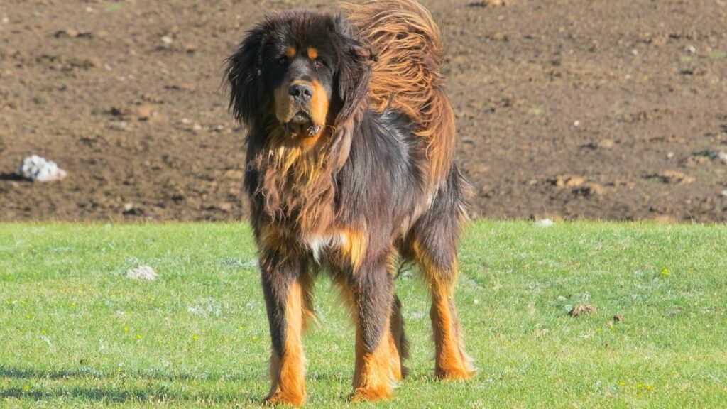 grote waakhonden voor het leven op het platteland