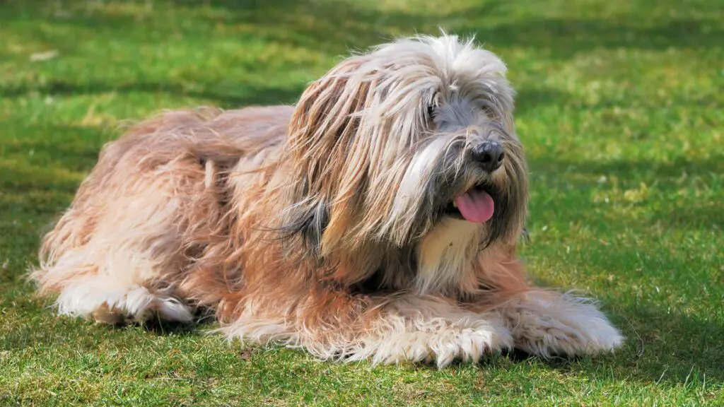 honden met lang haar
