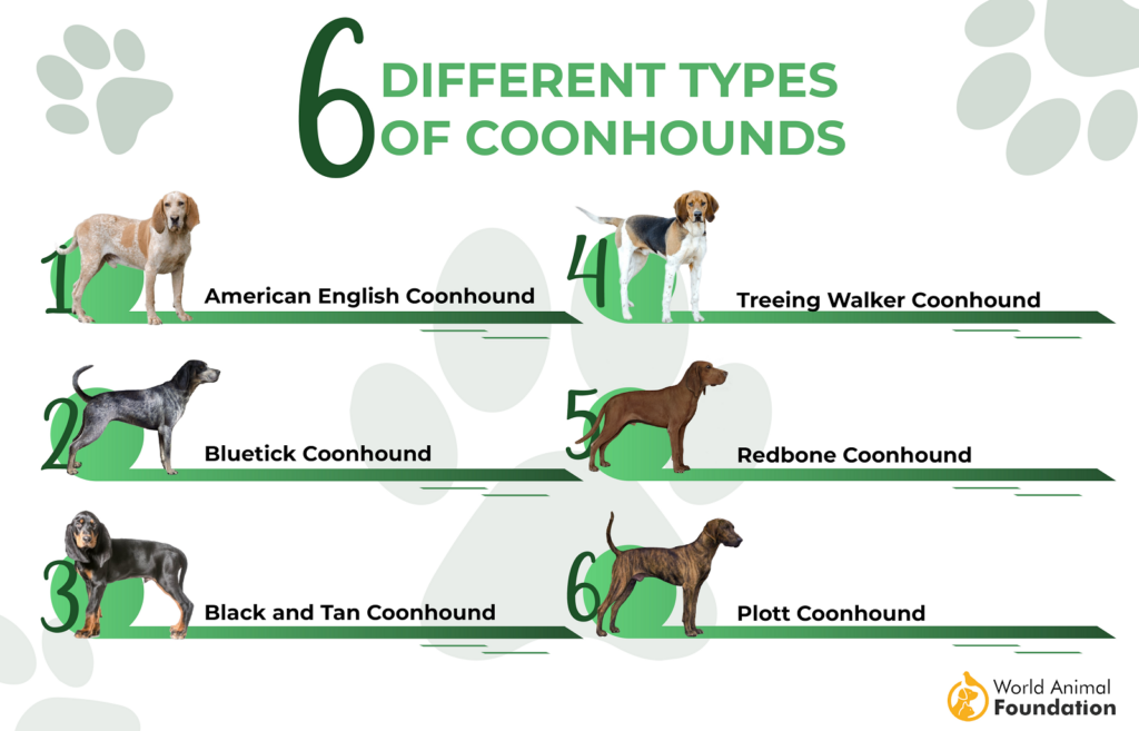 Soorten Coonhounds