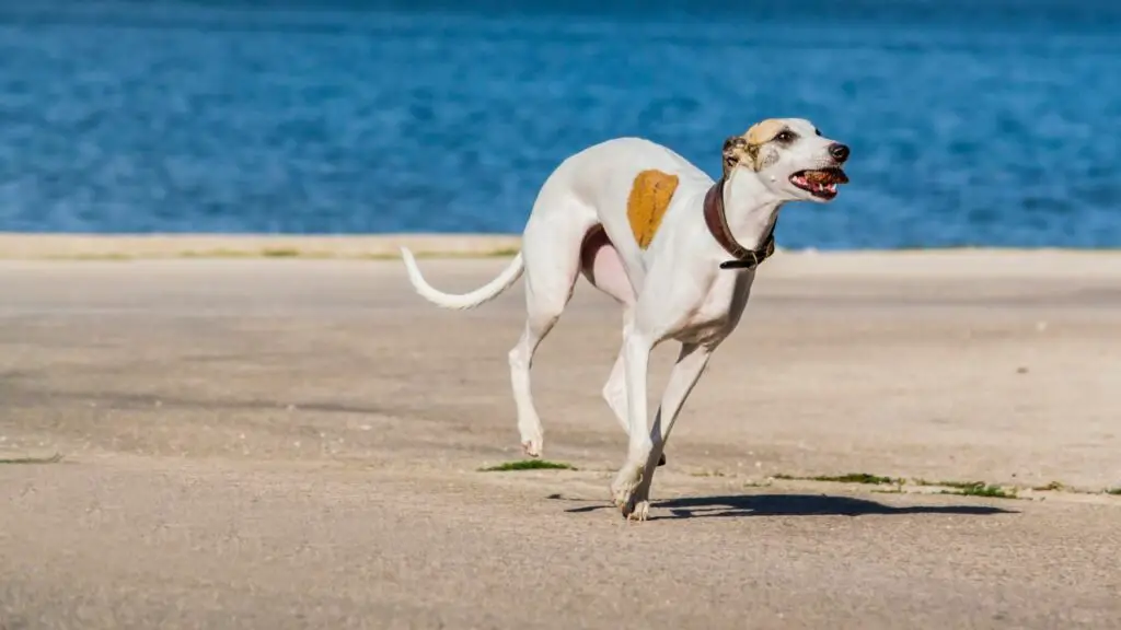 beste honden voor warme klimaten
