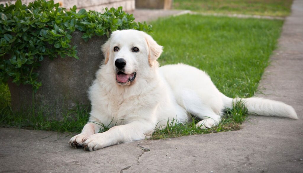 White Guard Dog Breeds