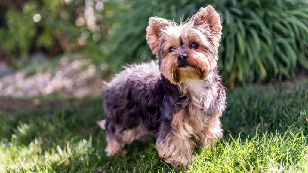 goede honden voor kleine huizen
