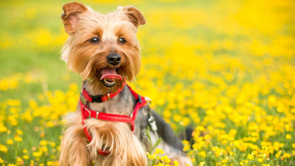 Meest kieskeurige etende hond