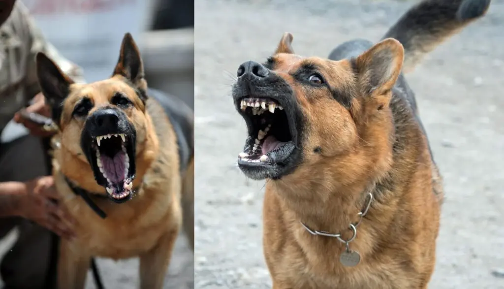 aggressive guard dogs