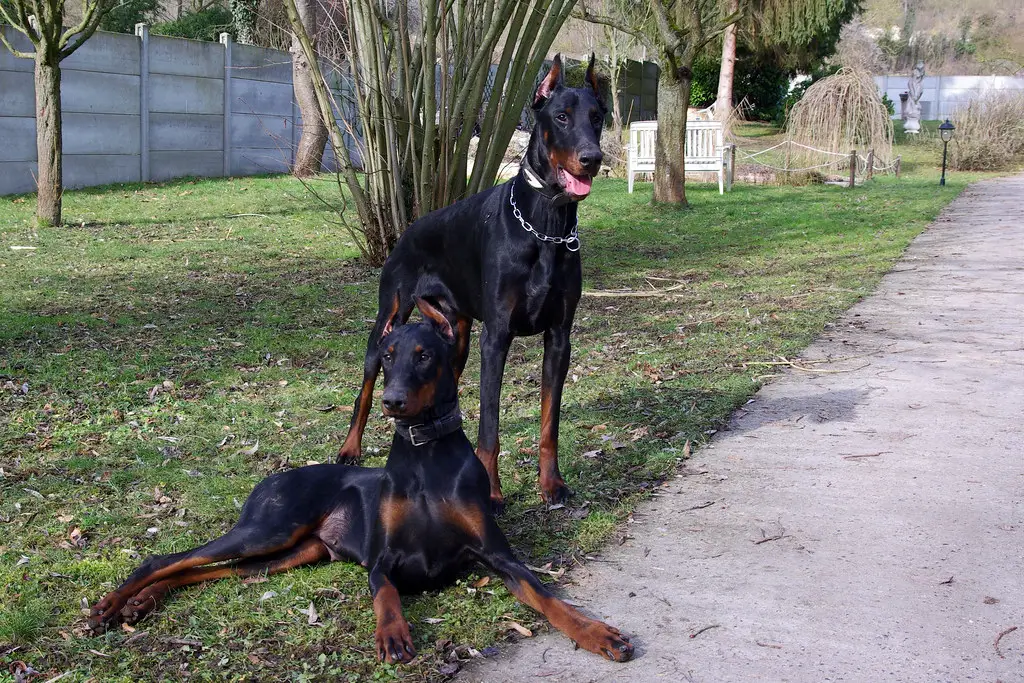 Amerikaanse doberman versus Europese doberman
