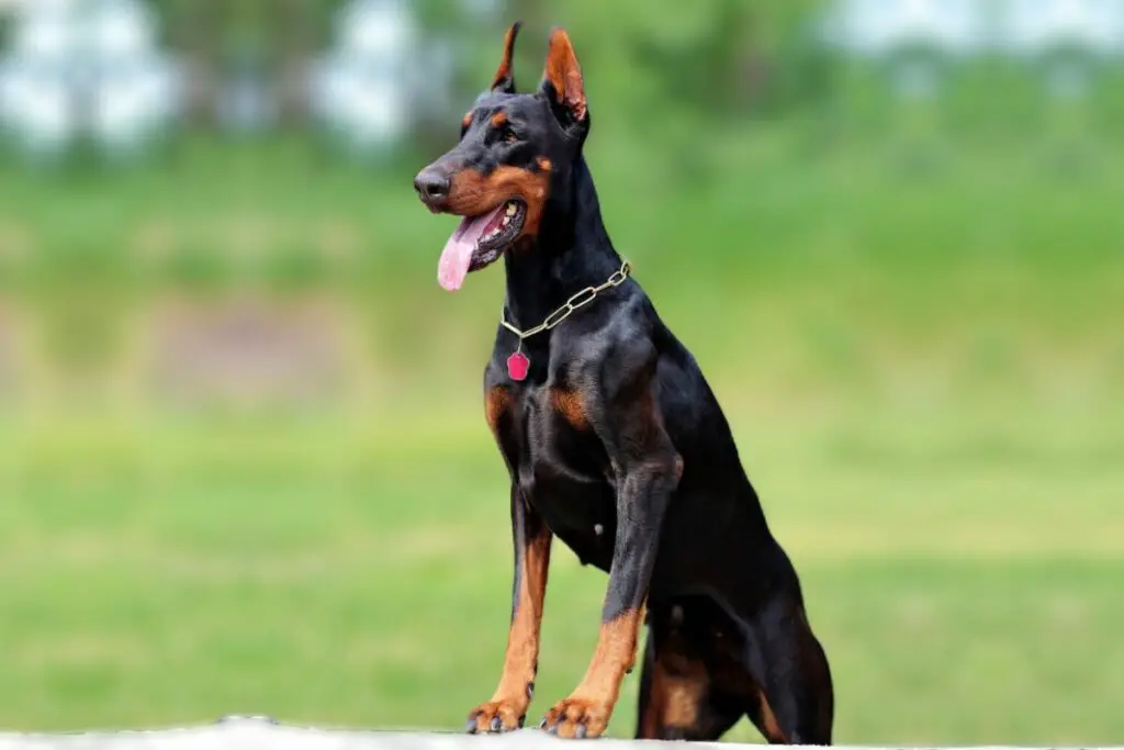 Amerikaanse doberman
